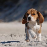 beagle-w