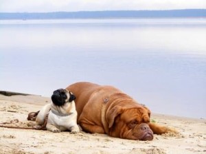 grote hond Bourgondië bulldog op het strand